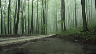 Relaxing Morning Rain.