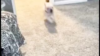 Cute funny dog baby