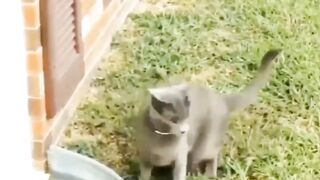 Cat funny videos