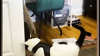 Funniest Cat 2023