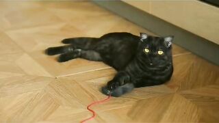 Top 10 interesting facts about cats|bestofcats|Best10facts