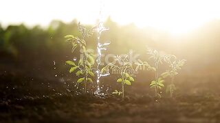Grow plants