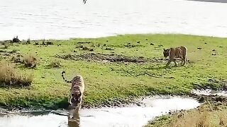 Beautifull video Tiger Attack