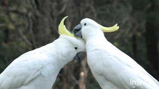 White parrot