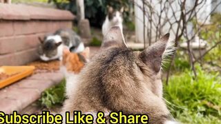 Cat Lovers Come here to see the cats