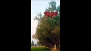 Vfx magic editinge