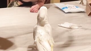 My cute parrot missed me