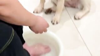 Funny doggi
