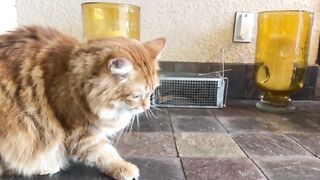 Funny Great Dane Is More Interested In Mouse Than Garfield Cat