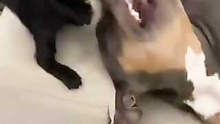 Funny cat and dog