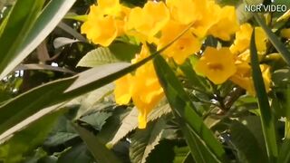 Flowers garden video