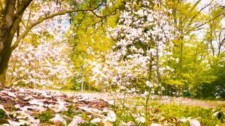 Relaxing Music Deep Sleep Relax Music Meditation Music