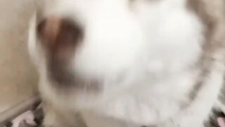 irvy How Vitas sings