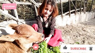 My cute daughter Aliza is feeding her calf