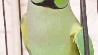 Talking Raw Parrot