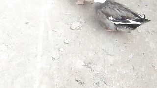 Ducks walking