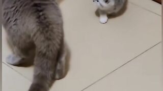 Cat is Funny
