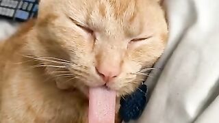 Cute Cat