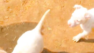 My cute and naughty dogs