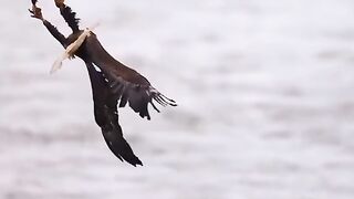 Shaheen eagle