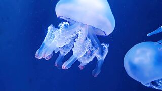 JELLY FISH