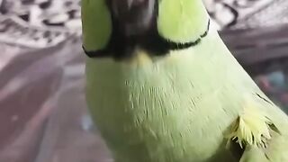 funny video parrot with parrot ????/ afshanumair27????