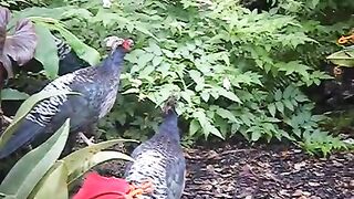 Birds voice