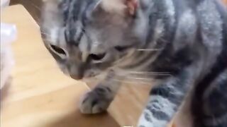 funny pussies