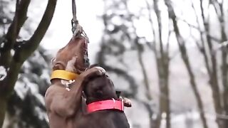 Nice Dog playing