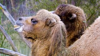 CAMEL