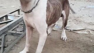 Dangerous Dog