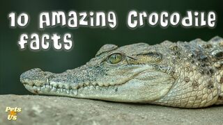 10 Amazing Crocodile Facts ???? | Facts About Crocodiles (2023) | Pets and Us