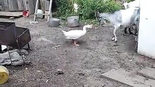 a goose had a hard fight with a goat