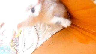 Cat  video kitten video ❤❤