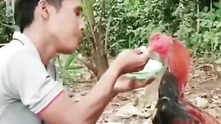 crazy and fierce chicken.funny