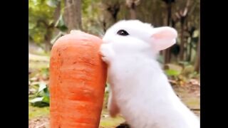 A white mouse ????
