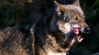 Wolf style in morning time