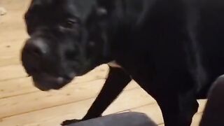 Mom, the cat hurts me