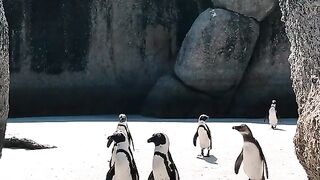 Cute and funny penguins ????| funny animals | wildlife