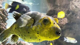 Guess the fish name ,I know you can Guess easily watch till the end ????????????