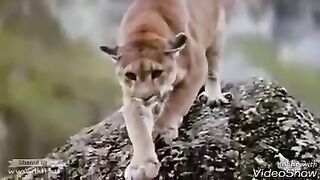 Mother saves his child from lion
