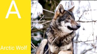 Learn animals name for kids | animals name start with letter a | animals with a