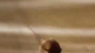 Man and rat fights ????