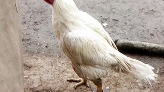 White heera