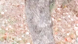Forest tree