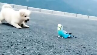 Funny Pets ????