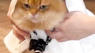 Cat beautiful photoshoot
