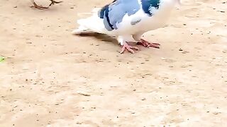 Pigeon Stunt
