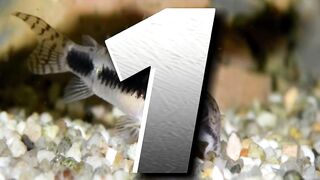 5 Smallest Animals that you have never seen before