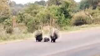 Animal video attack